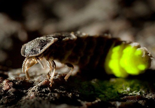 �ڵ�һ�������սʱ�ڣ�ҹ��ө���Ϊʿ���ṩ������ʹ�����ڶ�ȡ�����ͼ��ͨ�ŵ�ʱ�򲻱����˷���