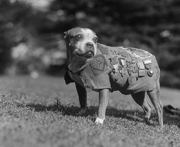 ��Ȯ��Stubby�������17��ս����������ʿ���ڵ��Ĺ�����Ѱ�ҵ������������˵�ʿ���ͳɹ�ץסһ���¹����