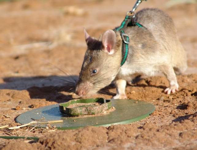 ������̽����Ȼ�����Ȯ������ʣ�����ȴ������̽�⵽���ס����ң����ܹ�������խ�����Ͷ������Ե��������