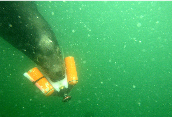 2003�꣬һͷ��ʨ����ռ�ͺ�սϵͳ���ĵ�ǳˮ���ּ��ϵͳ�� SWIDS ���ƻ���������ѵ����ʨ��������Ѱ�ҳ����˵ĵ��׺����صз���ǱˮԱ