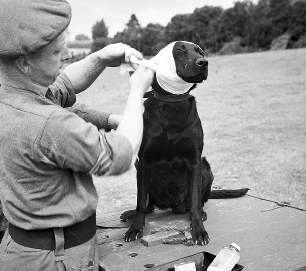 1944��7�£�һֻ̽��Ȯ��ŵ���׽�������