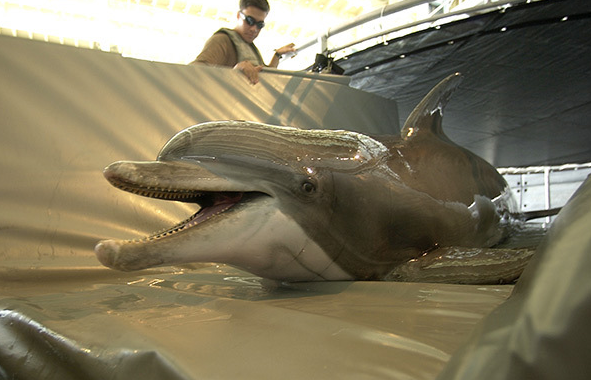 ���ࡰSpetz�����ڵȴ����з�ˮ��ѵ��