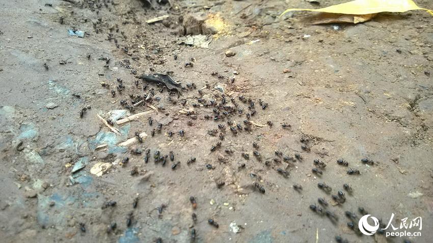 ���𲻽�������������ѡ�