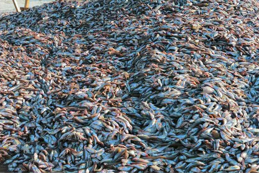 ���壺�������Ӳ쳯�������ˮ����ҵ�� ���ý��꾲ͬ�С�6��