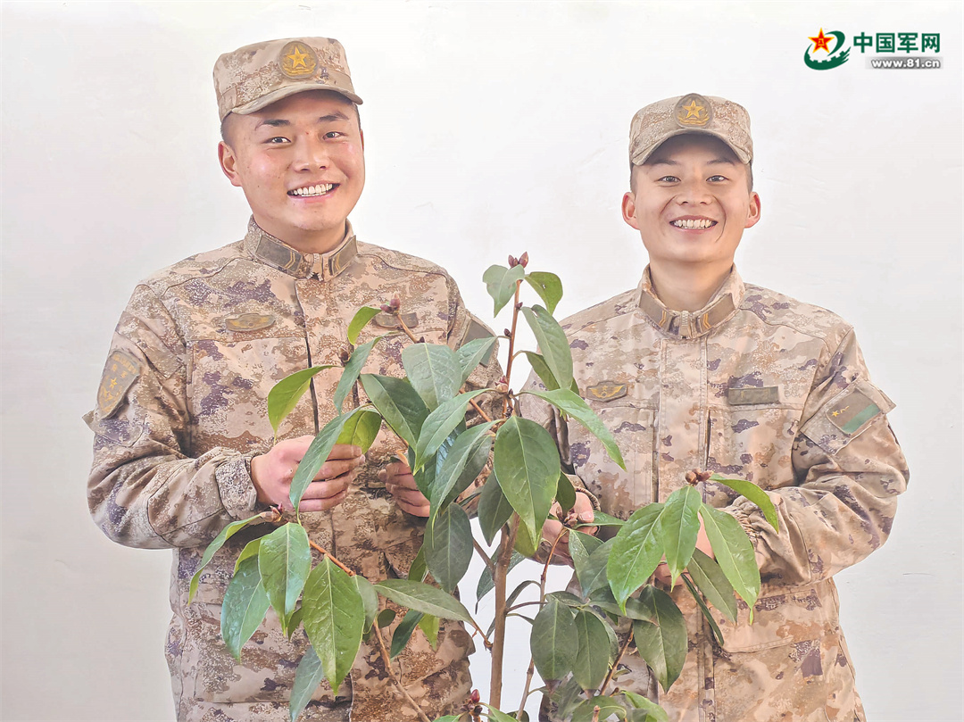 西藏军区查果拉哨所两名战士与结苞的山茶花合影。沈　　杰摄