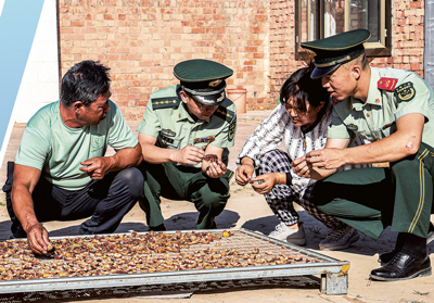 武警宁夏总队吴忠支队同心中队官兵赴张家树村调研村民晾晒杏干情况。李春俊摄