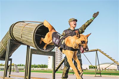 近日，武警天津总队某支队开展军犬专业训练。宫 旭摄